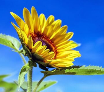sonnenblume